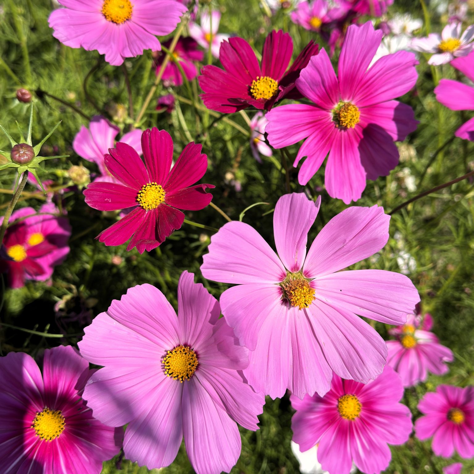 Cosmos en fleurs dans une prairie fleurie semée par Thomas Bisson