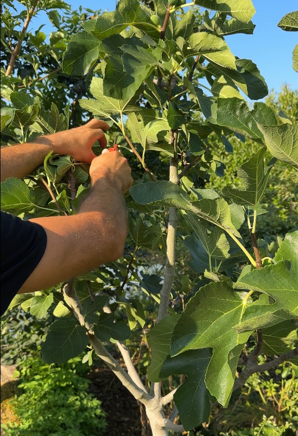 Geste de taille sur un arbre fruitier, expliqué pendant un conseil d’entretien