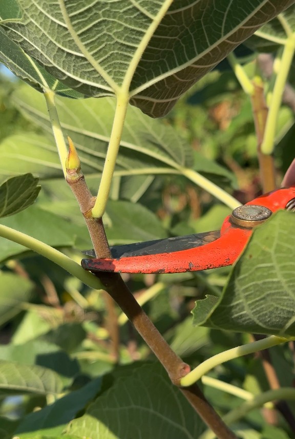 Coupe au sécateur sur un arbre fruitier pendant un conseil d’entretien