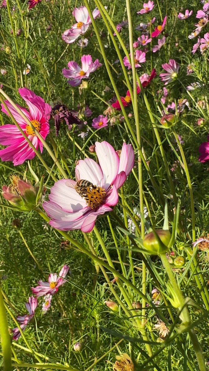 Une abeille butine les fleurs d’une prairie fleurie au jardin
