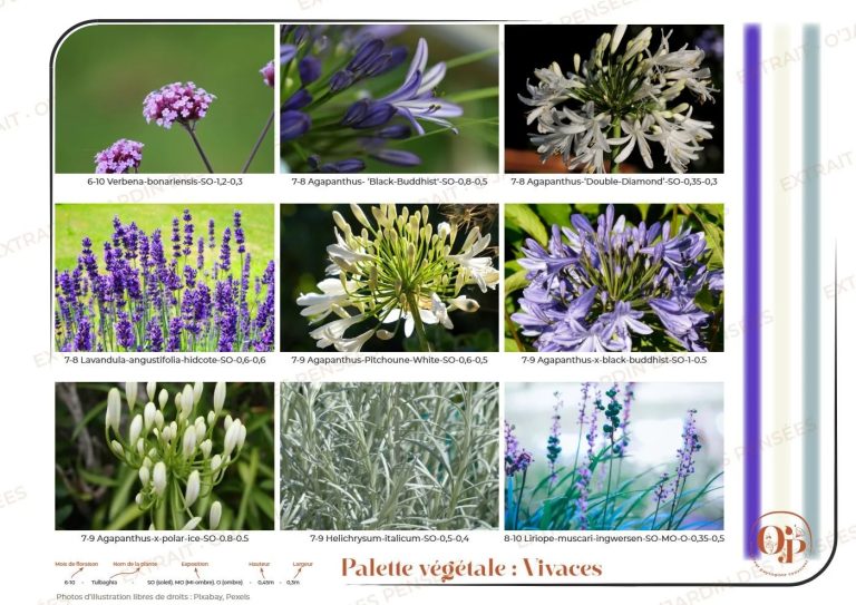 Palette végétale de vivaces d'un dossier de conception de jardin