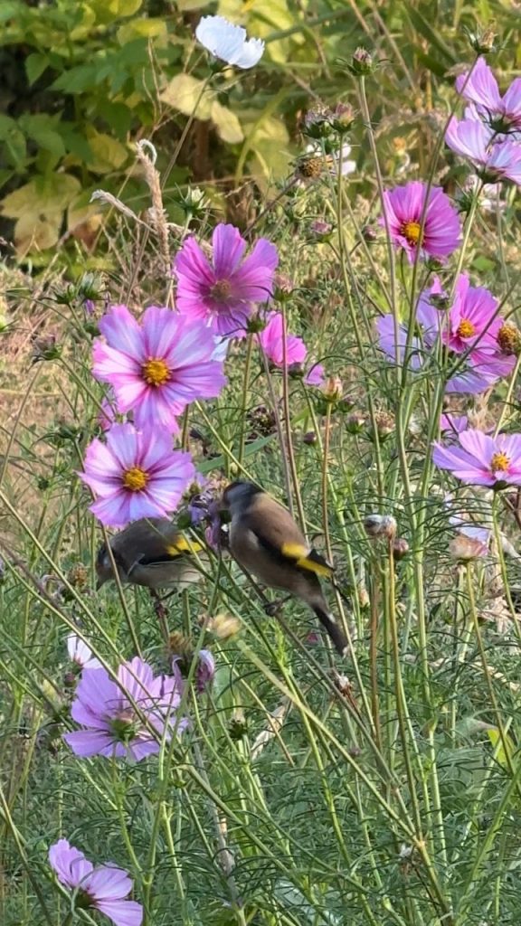 Des chardonnerets élégants mangent les graines de cosmos