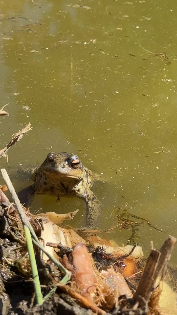 Une grenouille se chauffe au soleil au bord d’une mare de jardin