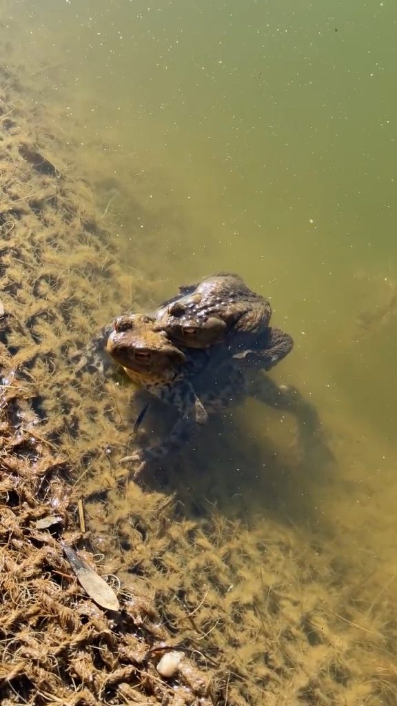 Des grenouilles se reproduisent dans le bassin à Cruseilles