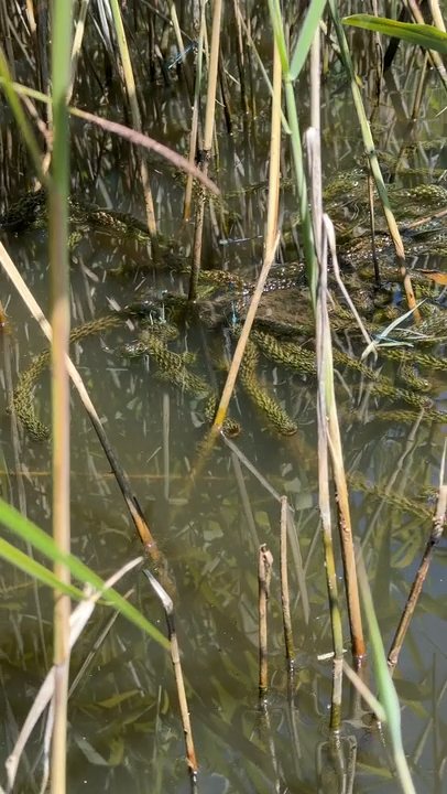 Des libellules au-dessus du bassin à Cruseilles