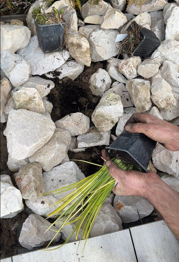 Plantation des vivaces en février dans le massif minéral à Groisy