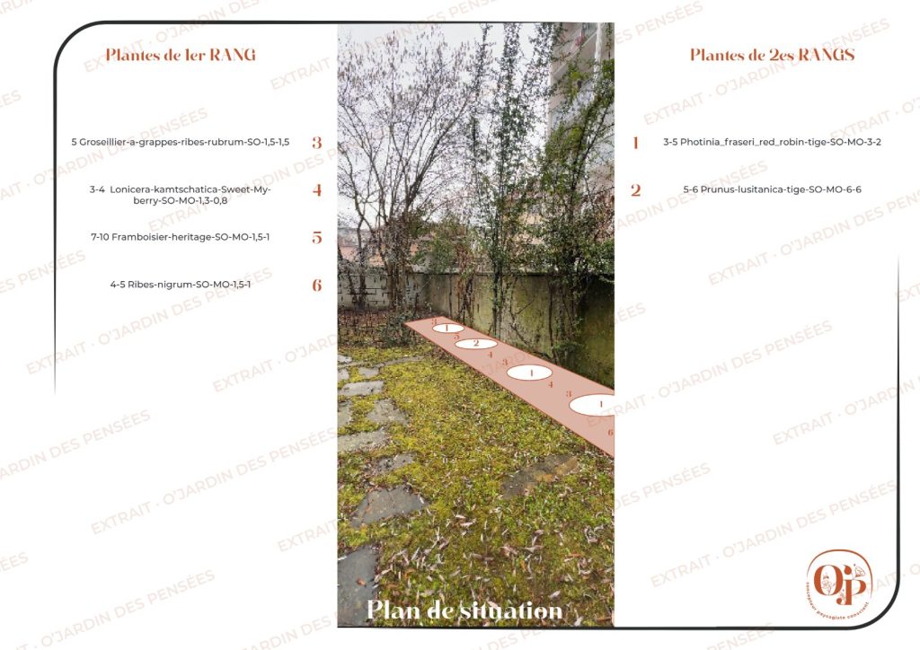 Plan de situation des arbustes fruitiers et des sujets sur tige le long du mur, chaque plante numérotée, jardin à Annecy