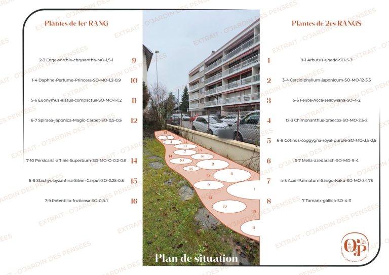 Plan de situation de la haie de grands sujets, des arbustes bas et des vivaces tapissantes, chaque plante numérotée, jardin à Annecy