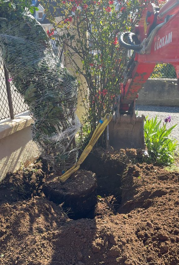 Plantation d’une haie de grands sujets à Annecy (74)