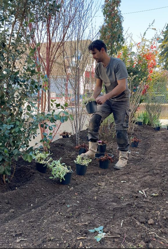 Plantation de vivaces tapissantes au pied de la haie à Annecy (74)