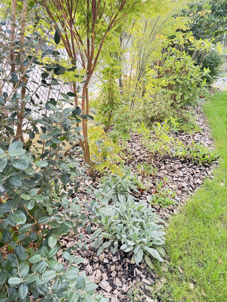 Vue du massif planté à Annecy (74)