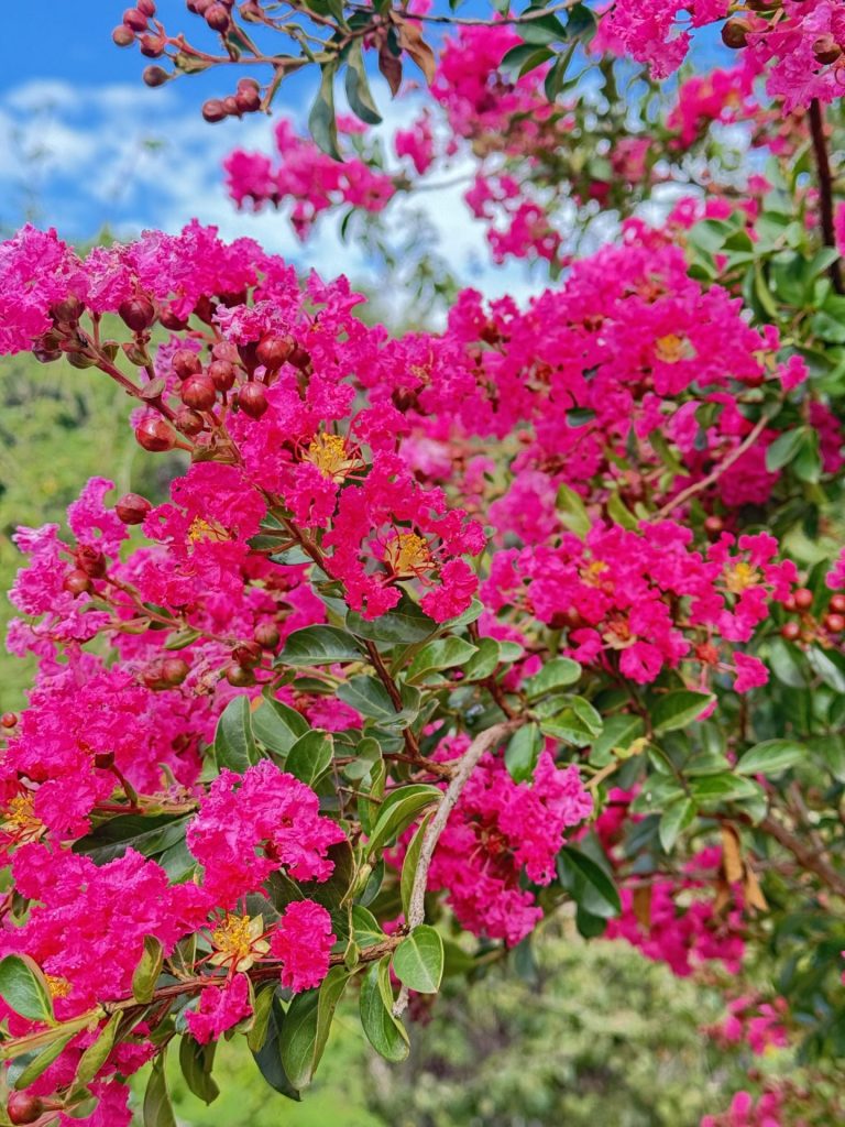 Floraison du lagerstroemia à Groisy