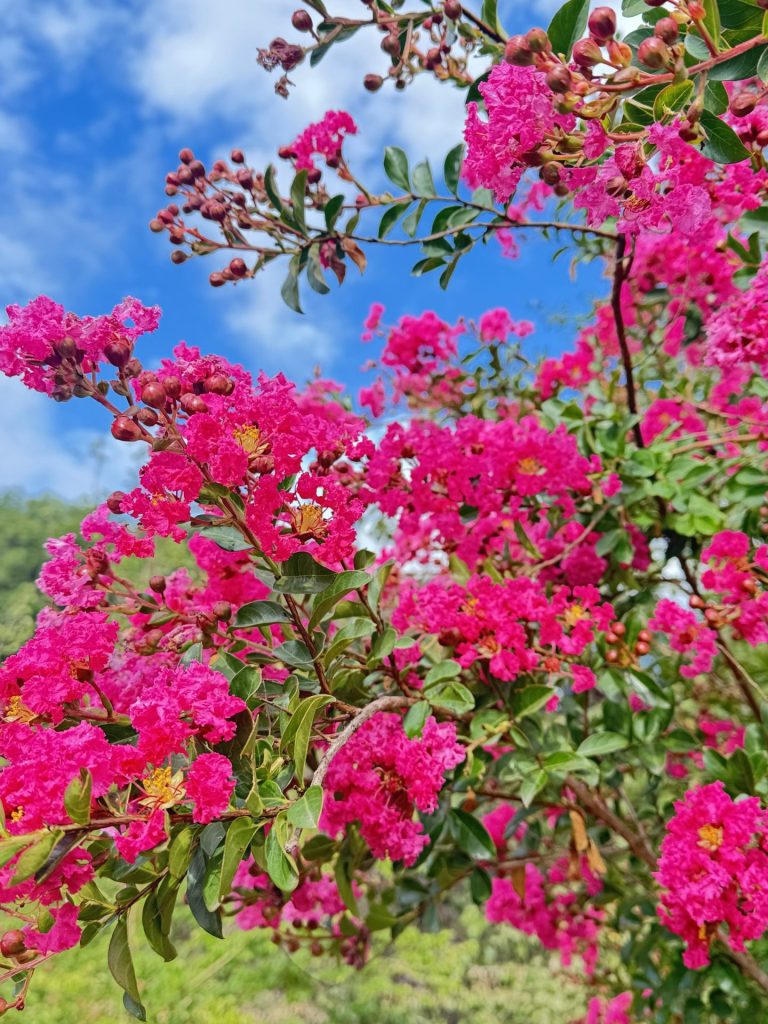 Le lagerstroemia en fleurs à Groisy