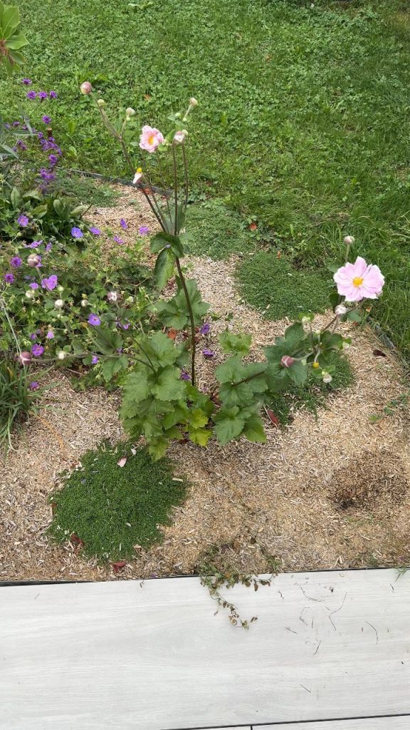 Vidéo : les massifs en septembre à Groisy (74)