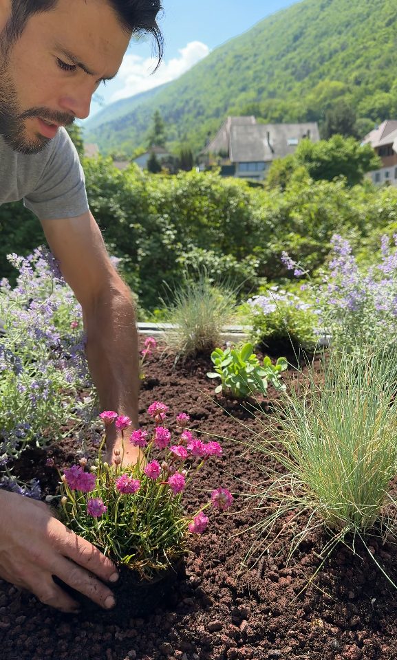 Plantation des végétaux sur la toiture végétale à Sevrier
