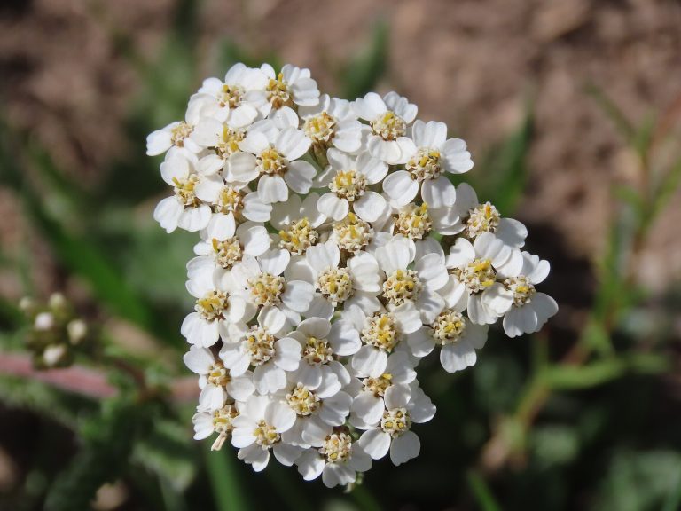 Achillée millefeuille (Achillea millefolium) en fleurs
