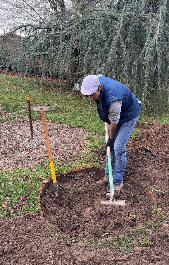 Trou de plantation de l’arbre en cépée, à Cruseilles (74)