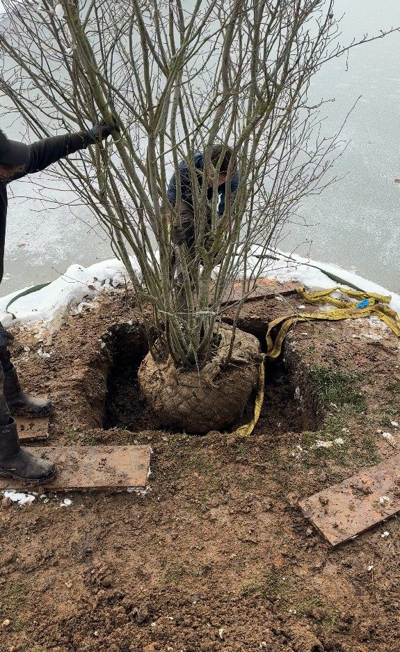 Positionnement de l’arbre en cépée dans son trou, à Cruseilles (74)