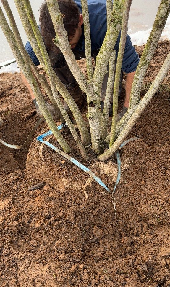 Ancrage de motte de l’arbre en cépée, à Cruseilles (74)
