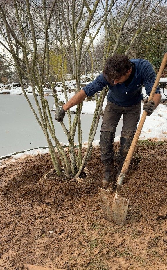 Rebouchage et tassement au pied de l’arbre en cépée, à Cruseilles (74)