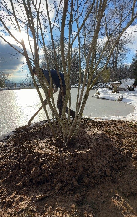 Cuvette d’arrosage au pied de l’arbre en cépée, à Cruseilles (74)