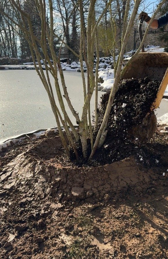 Paillage au pied de l’arbre en cépée, à Cruseilles (74)