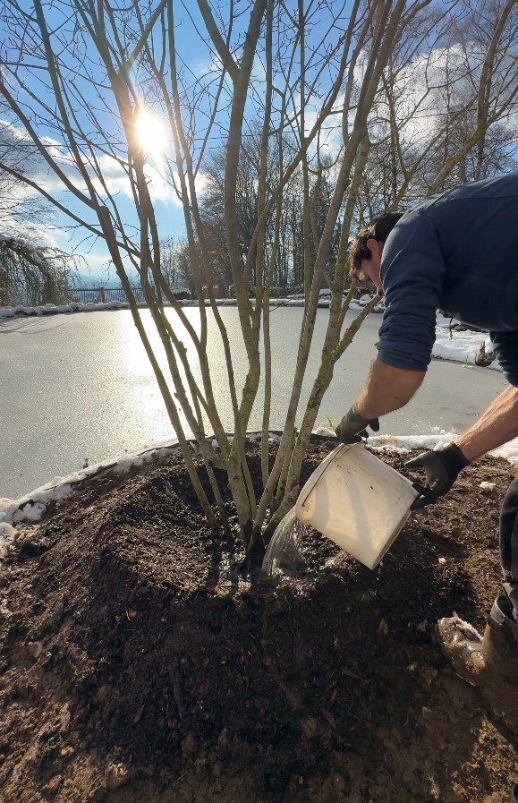 Arrosage de l’arbre en cépée, à Cruseilles (74)
