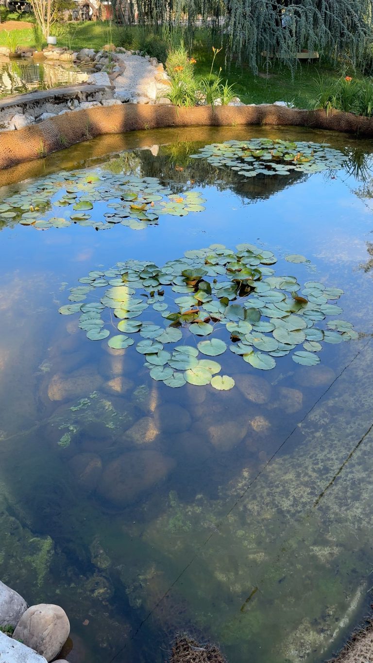 Bassin remis en état à Cruseilles : eau claire, nénuphars et berges en galets