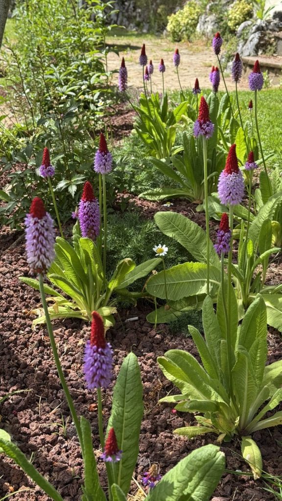 Floraison des berges au printemps, à Cruseilles (74)