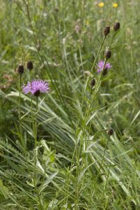 Centaurée de Thuillier (Centaurea thuillieri), fleur du mélange de fleurs basses pour sursemis