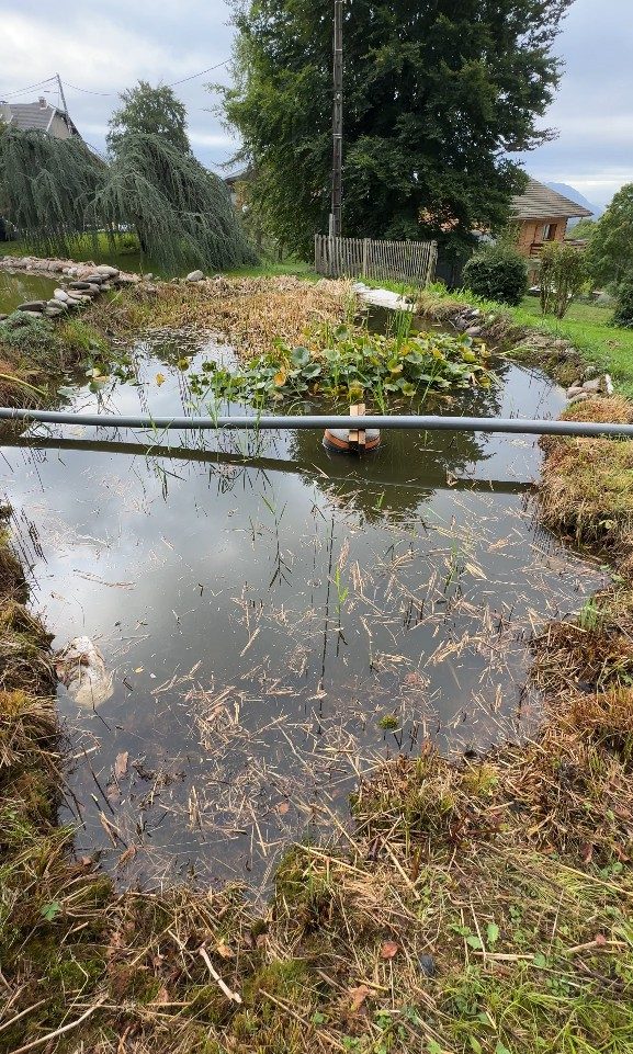 Le point d’eau envahi par les roseaux avant le curage, à Cruseilles (74)