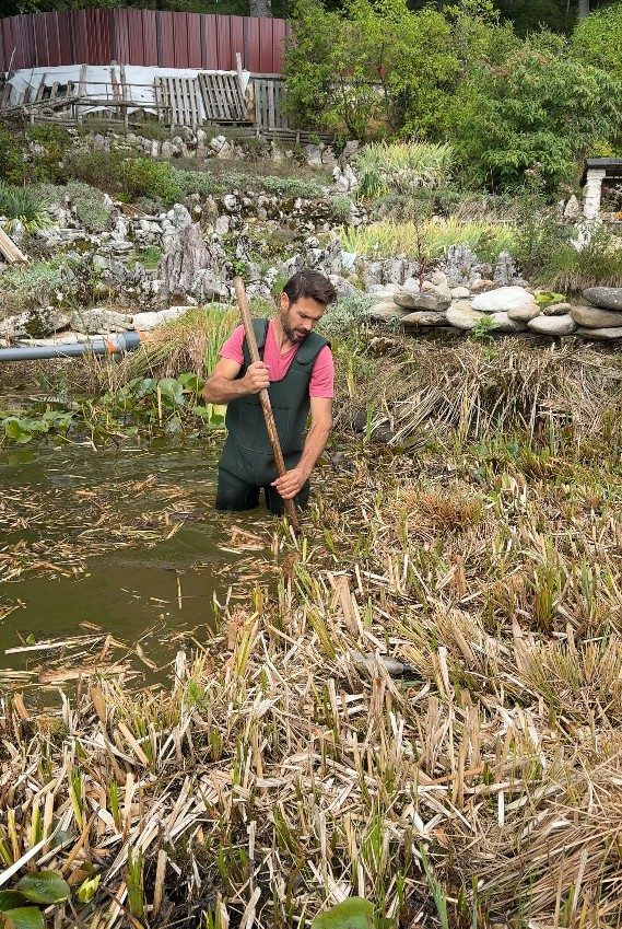 Arrachage des roseaux qui étouffaient le plan d’eau, à Cruseilles (74)