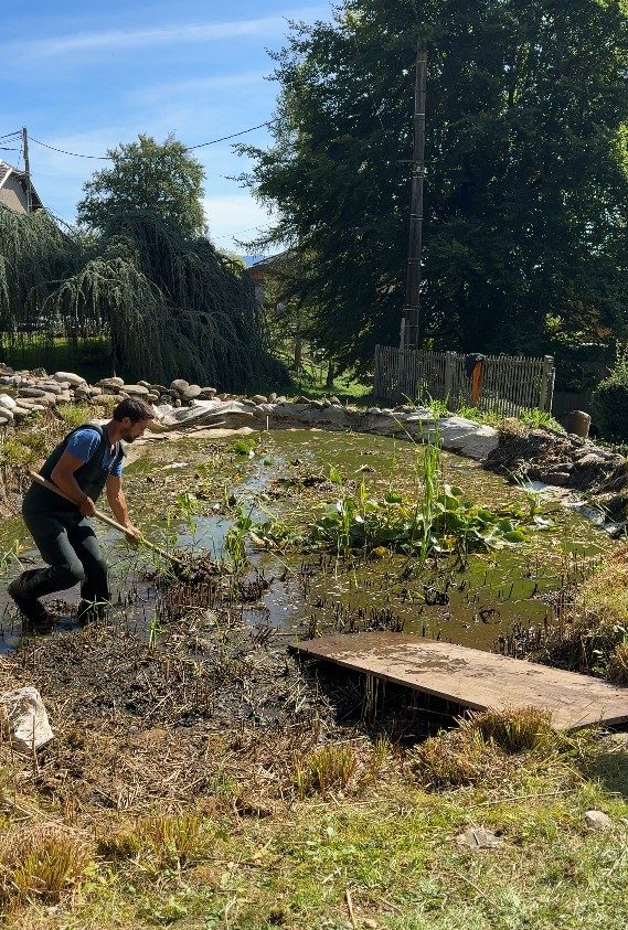 Arrachage des roseaux et des plantes aquatiques du point d’eau, à Cruseilles (74)