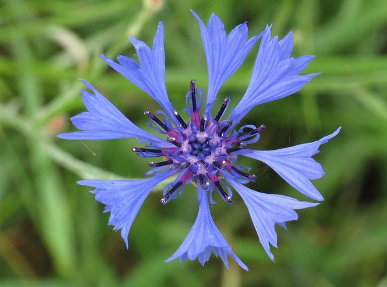 Bleuet des champs (Centaurea cyanus) en fleurs