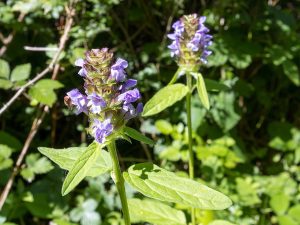 Brunelle commune (Prunella vulgaris), fleur du mélange de fleurs basses pour sursemis