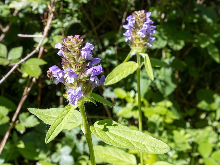 Brunelle (Prunella vulgaris) en fleurs