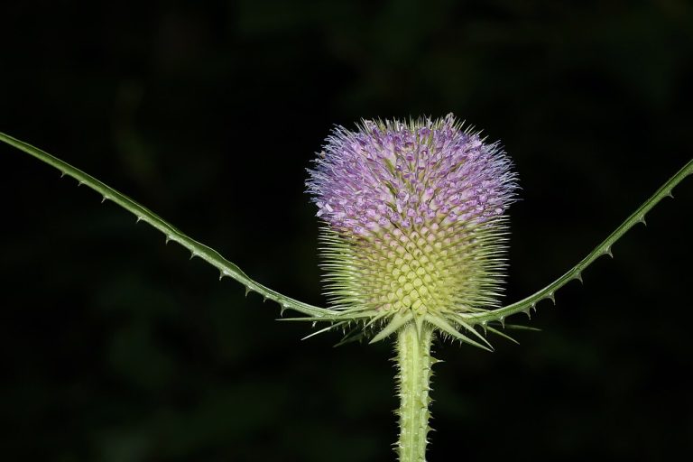 Cabaret des oiseaux (Dipsacus fullonum) en fleurs