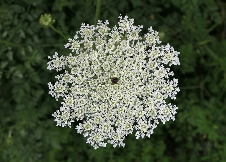 Carotte sauvage (Daucus carota) en fleurs