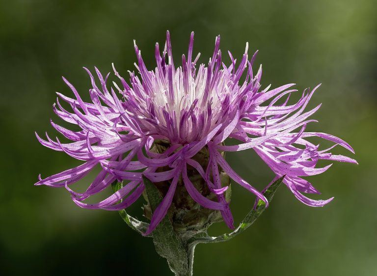 Centaurée des prés (Centaurea jacea) en fleurs