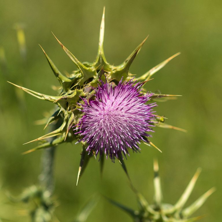 Chardon-Marie (Silybum marianum) en fleurs