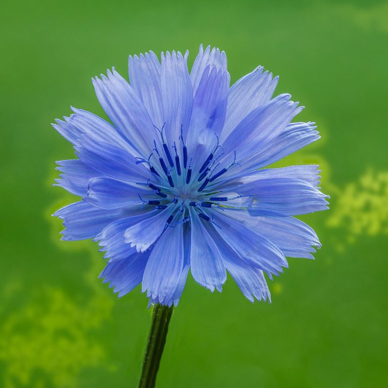 Chicorée sauvage (Cichorium intybus) en fleurs