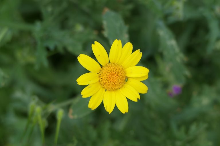 Chrysanthème des moissons (Glebionis segetum) en fleurs