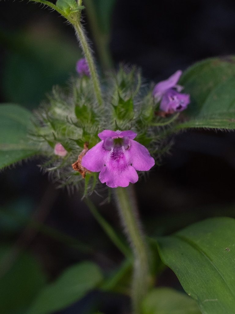 Clinopode (Clinopodium vulgare) en fleurs