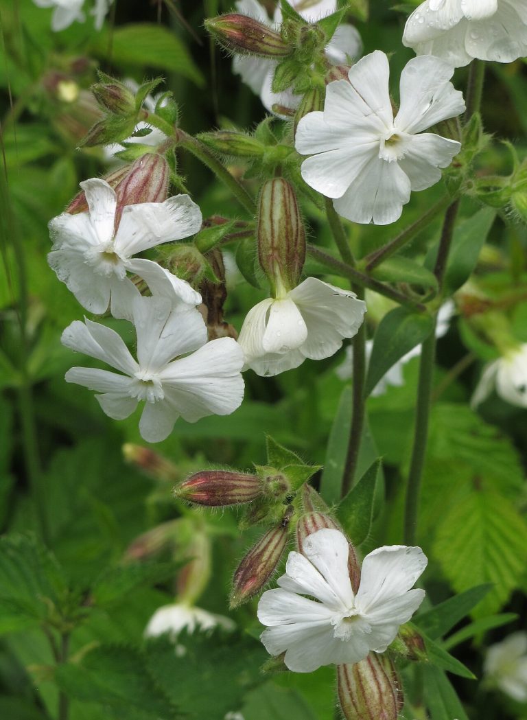 Compagnon blanc (Silene latifolia) en fleurs