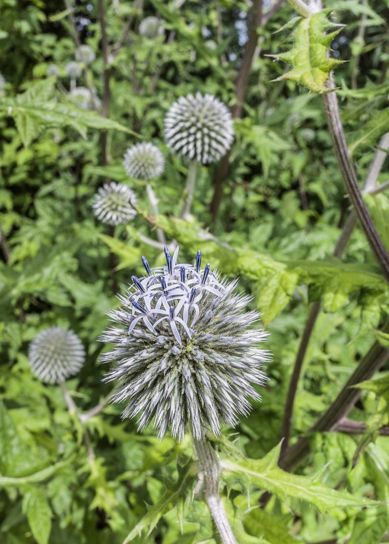 Échinops à tête ronde (Echinops sphaerocephalus) en fleurs