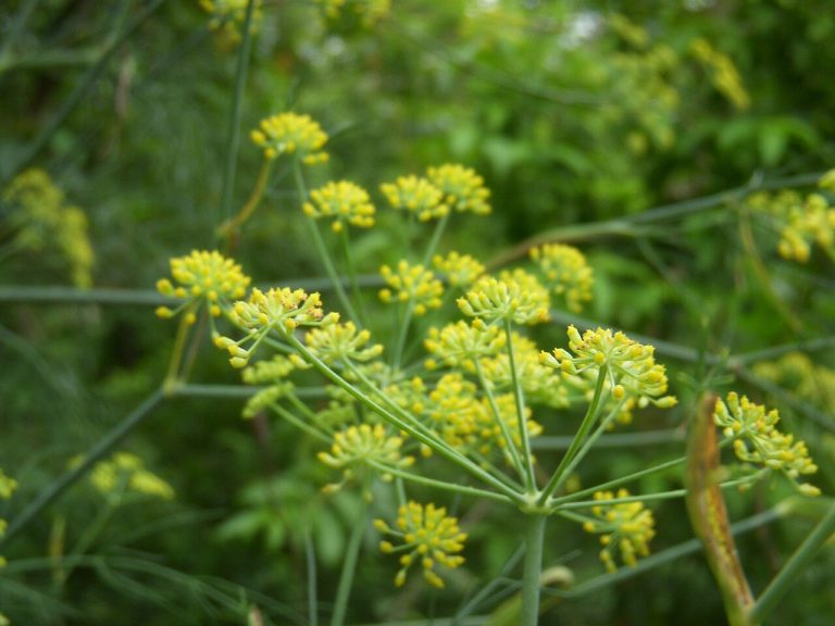 Fenouil commun (Foeniculum vulgare) en fleurs