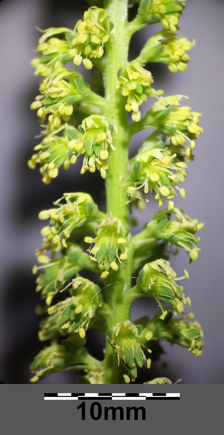Gaude (Reseda luteola) en fleurs
