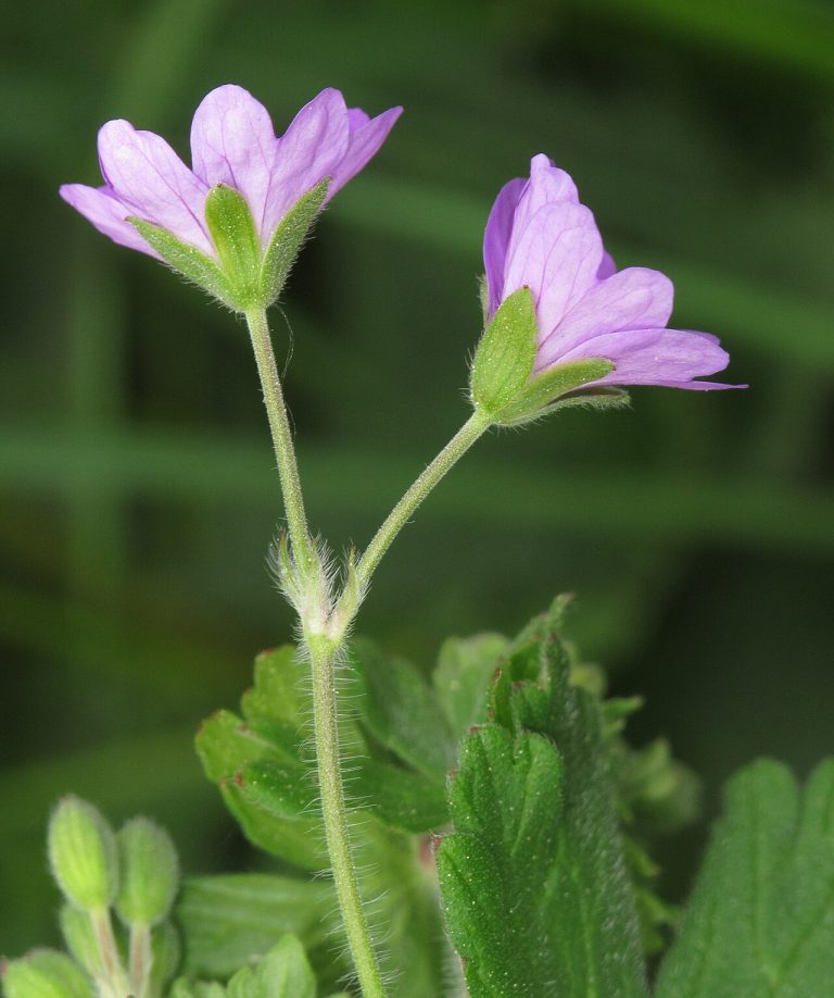 Géranium des Pyrénées (Geranium pyrenaicum) en fleurs