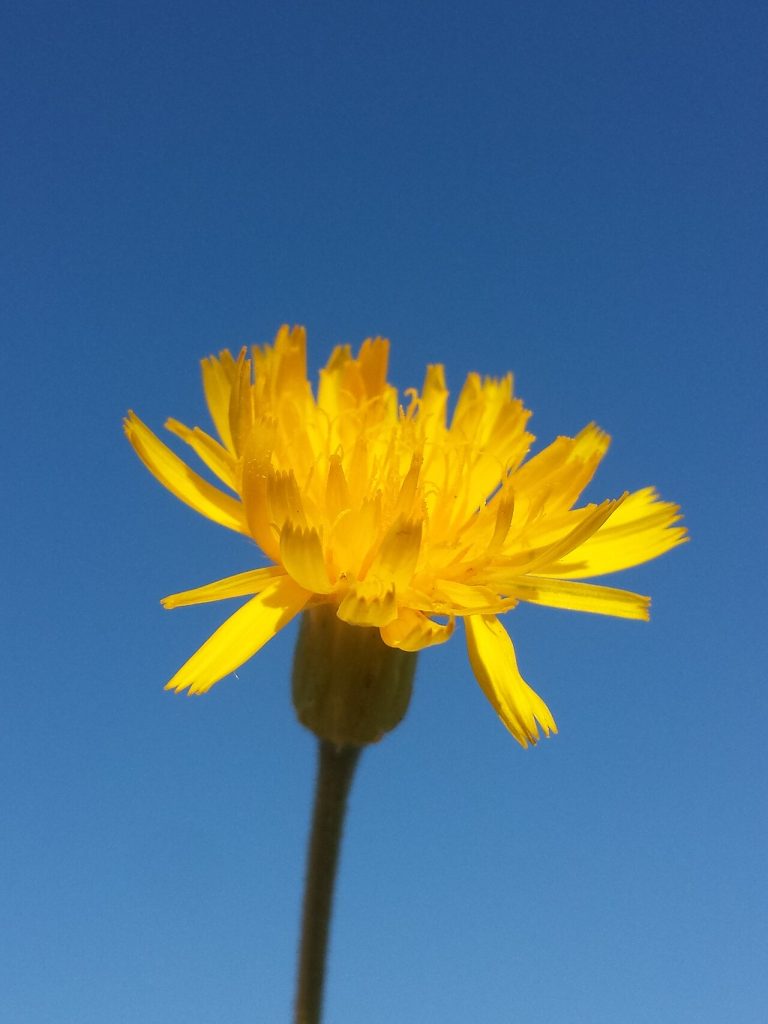Léontodon changeant (Leontodon hispidus) en fleurs