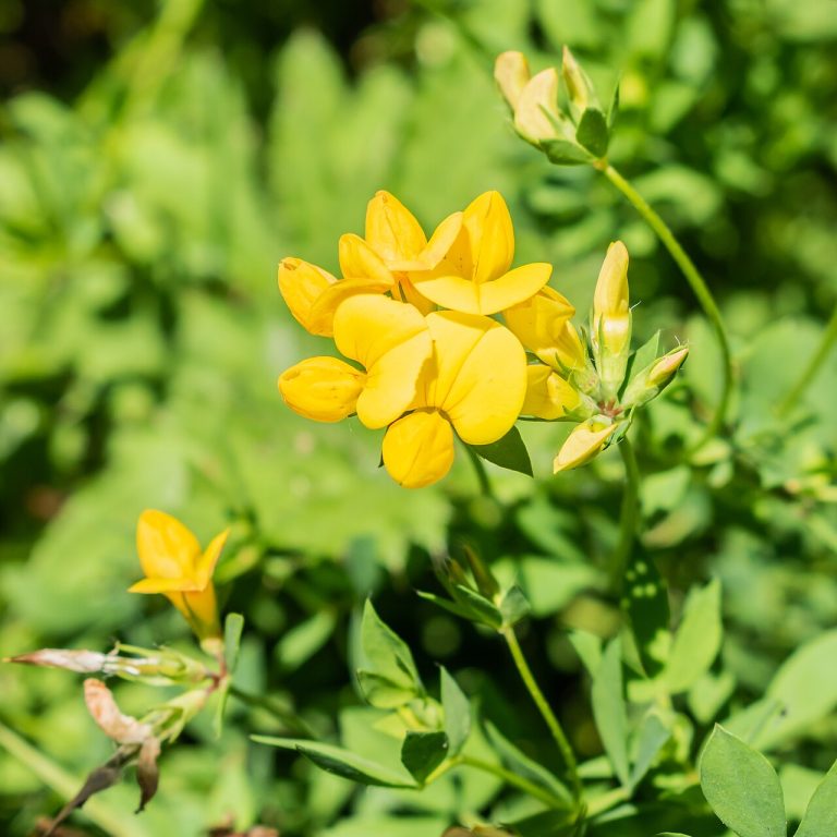 Lotier corniculé (Lotus corniculatus) en fleurs